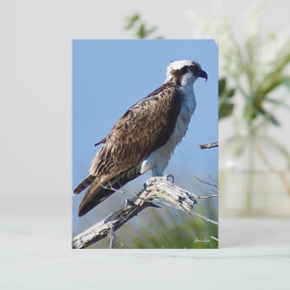 Fischadler-Karte Natur-Notizkarte Dankeskarte