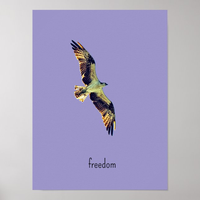 Fischadler Kunst Poster (Vorne)