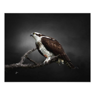 Fischadler-Porträt-Wildtierfotografie Fotodruck