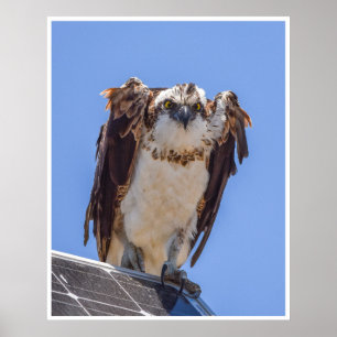 Fischadler Poster   Kühnes Wildvogel-Porträt