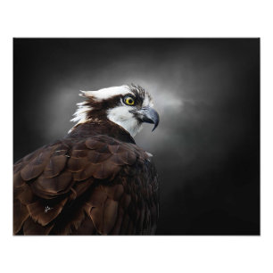 Fischadler-Profilporträt-Wildlife-Fotografie Fotodruck