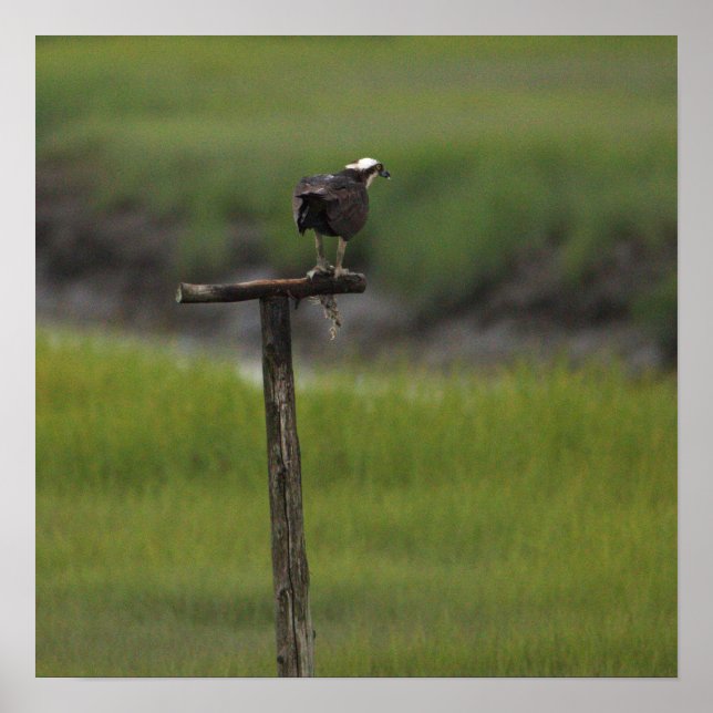 Fischadler Vogel Foto Poster (Vorne)