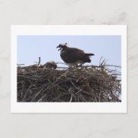 Fischadler-Vogelnest-Ansichtskarte