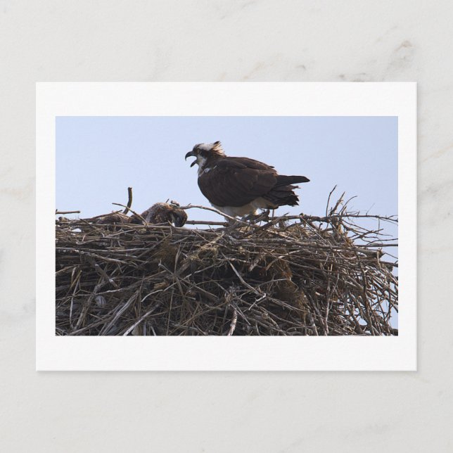 Fischadler-Vogelnest-Ansichtskarte  Postkarte (Vorderseite)
