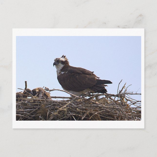 Fischadler-Vogelnest-Ansichtskarte  Postkarte (Vorderseite)