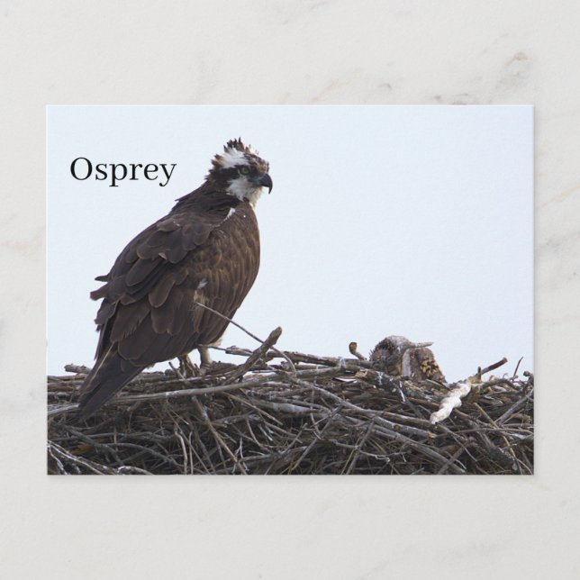 Fischadler-Vogelnest-Postkarte Postkarte (Vorderseite)