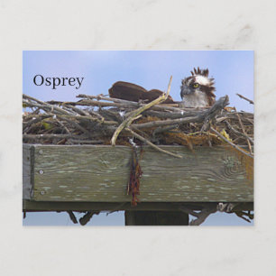 Fischadler-Vogelnest-Postkarte Postkarte