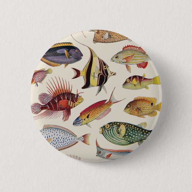 Fischarten Button (Vorderseite)