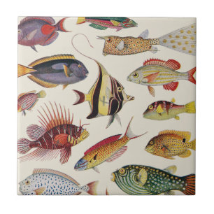 Fischarten Fliese