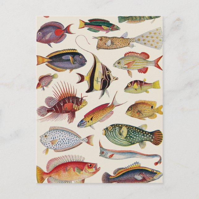 Fischarten Postkarte (Vorderseite)
