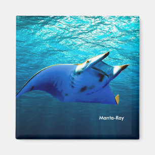 Fischbild für Square-Magnet Magnet