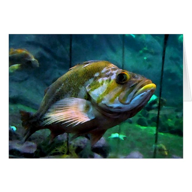 Fische (Vorderseite (Horizontal))