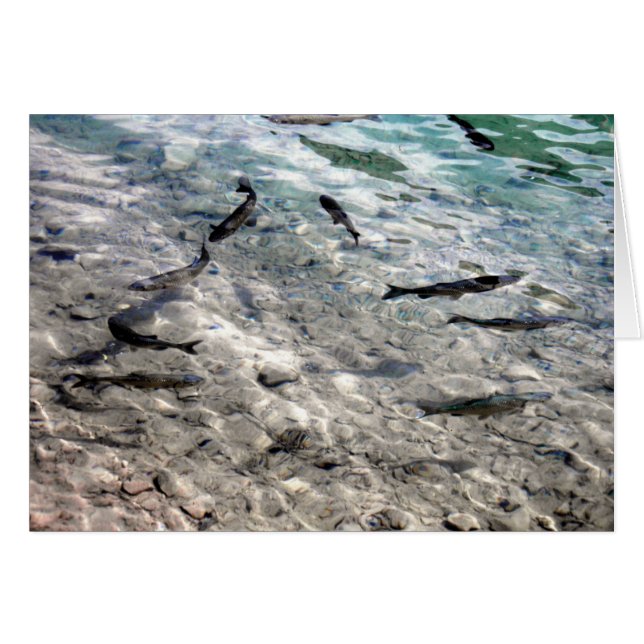 Fische (Vorderseite (Horizontal))