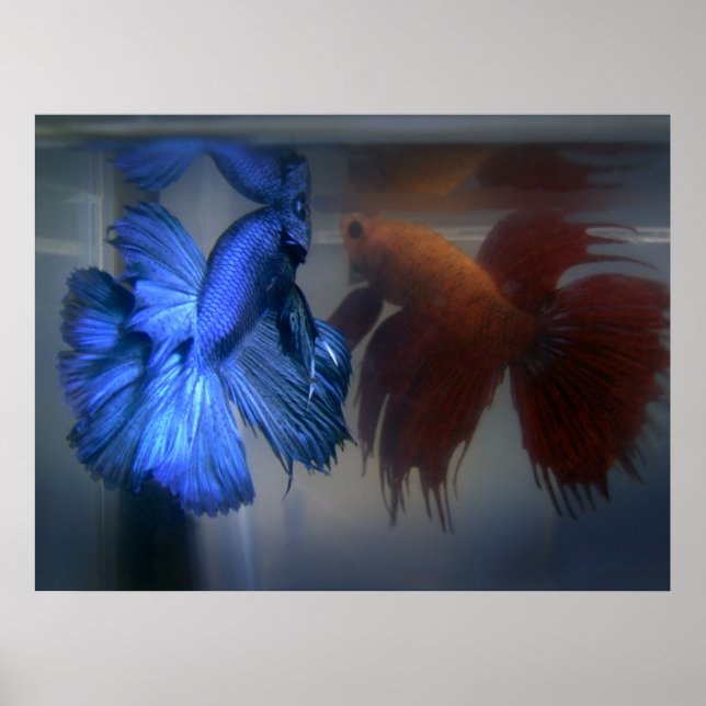 Fische bekämpfen poster (Vorne)