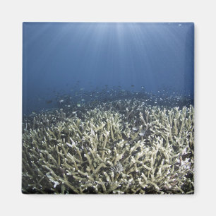 Fische, die über totem Riff schwimmen Magnet