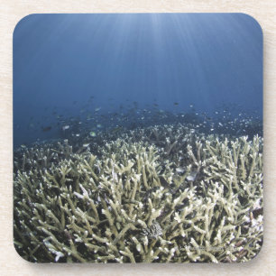 Fische, die über totem Riff schwimmen Untersetzer