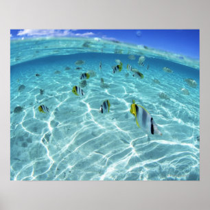 Fische im Meer 3 Poster