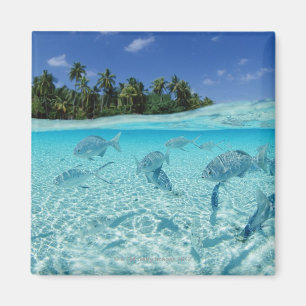 Fische im Meer Magnet