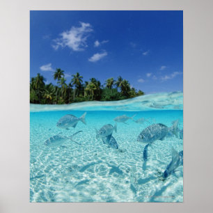 Fische im Meer Poster