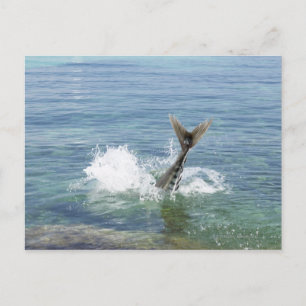 Fische im Meer Postkarte