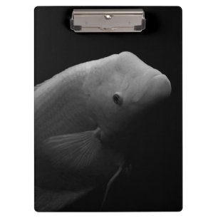 Fische im Tank - Schwarz-Weiß-Kunstfotos Klemmbrett