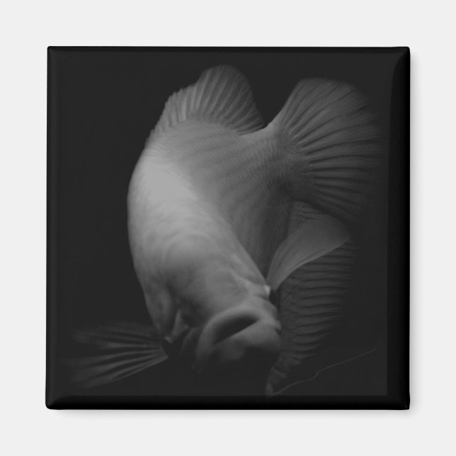 Fische im Tankportrait Magnet (Vorne)
