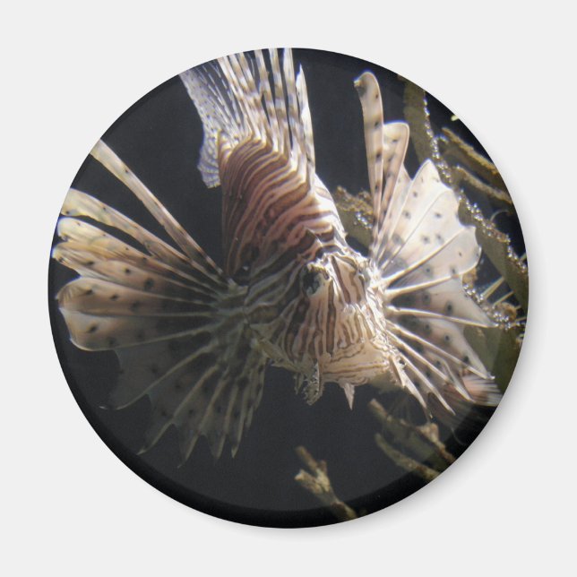 Fische in Meerestiefen Magnet (Vorne)