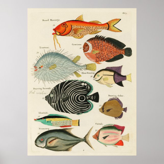 Fische Poster (Vorne)