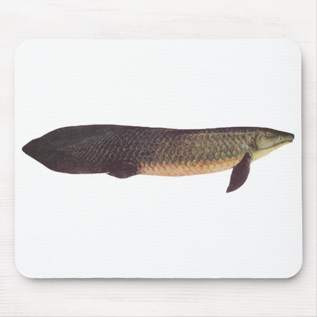 Fische - Qld. Lungfish - Neoceratodus forsteri Mousepad (Vorne)