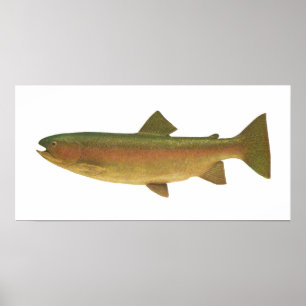 Fische - Regenbogenforelle - Salmo gairdnerii Poster
