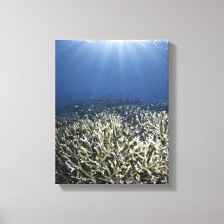 Fische schwimmen über totem Riff Leinwanddruck