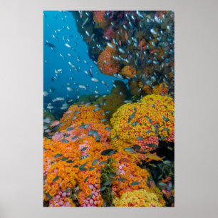 Fische unter Korallenriff Poster