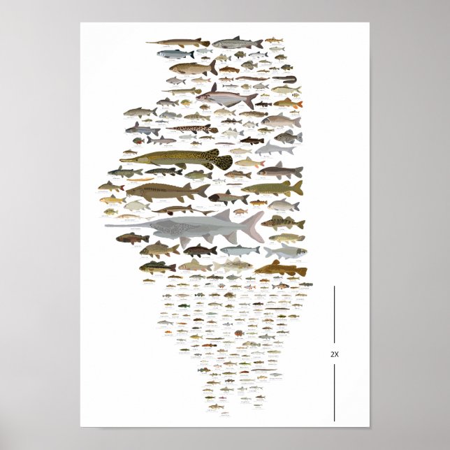 Fische von Illinois Poster (Vorne)