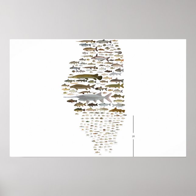Fische von Illinois Poster (Vorne)