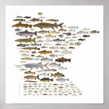 Fische von Minnesota