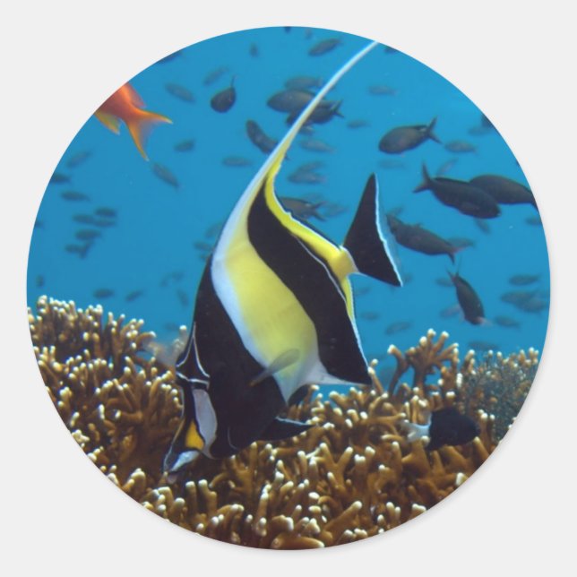 Fische Wassertiere Runder Aufkleber (Vorderseite)