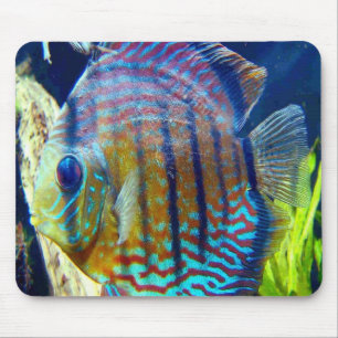 Fischen Sie mit den großen blauen Augen u. blauen Mousepad