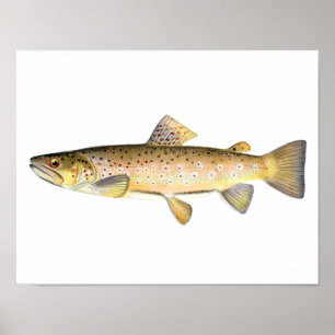 Fischenplakat - Bachforelle-Fisch Poster