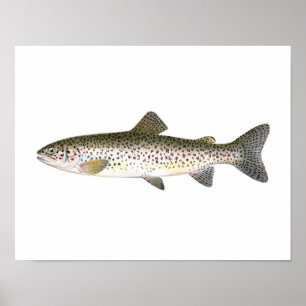 Fischenplakat - Lachsforelle-Fisch Poster