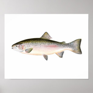 Fischenplakat - Regenbogenforelle-Fisch Poster