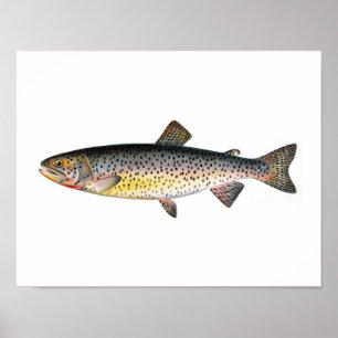 Fischenplakat - Tahoe Forelle-Fisch Poster