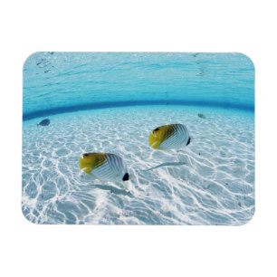 Fischerei im Meer 2 Magnet