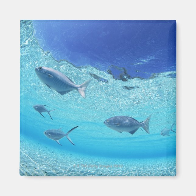 Fischerei im Meer 4 Magnet (Vorne)
