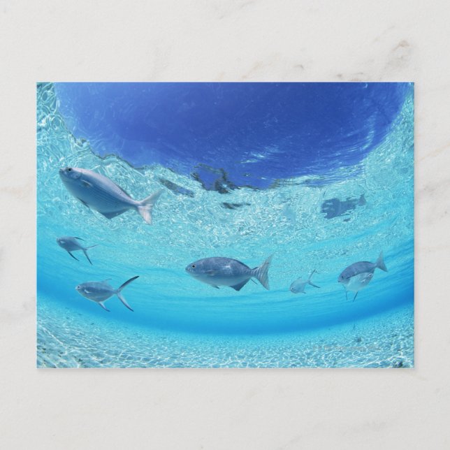 Fischerei im Meer 4 Postkarte (Vorderseite)