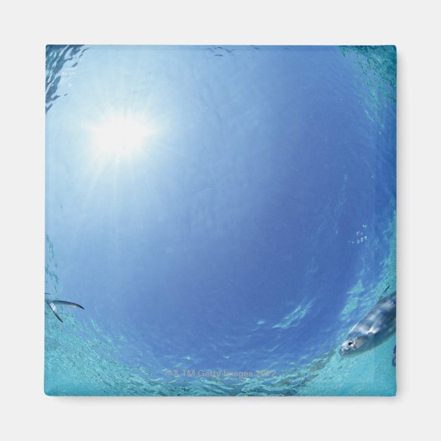 Fischerei im Meer Magnet (Vorne)