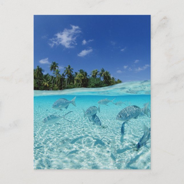 Fischerei im Meer Postkarte (Vorderseite)