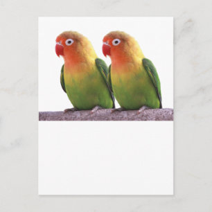 "Fischer's Lovebird" Postkarte
