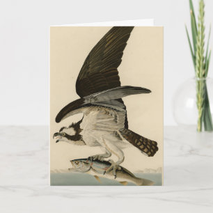 Fischhawk, Osprey, von Audubons Vögeln von Amerika Karte