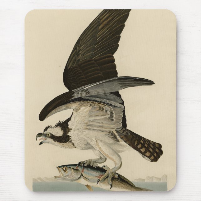 Fischhawk, Osprey, von Audubons Vögeln von Amerika Mousepad (Vorne)