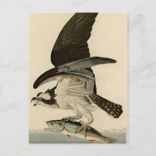 Fischhawk, Osprey, von Audubons Vögeln von Amerika Postkarte